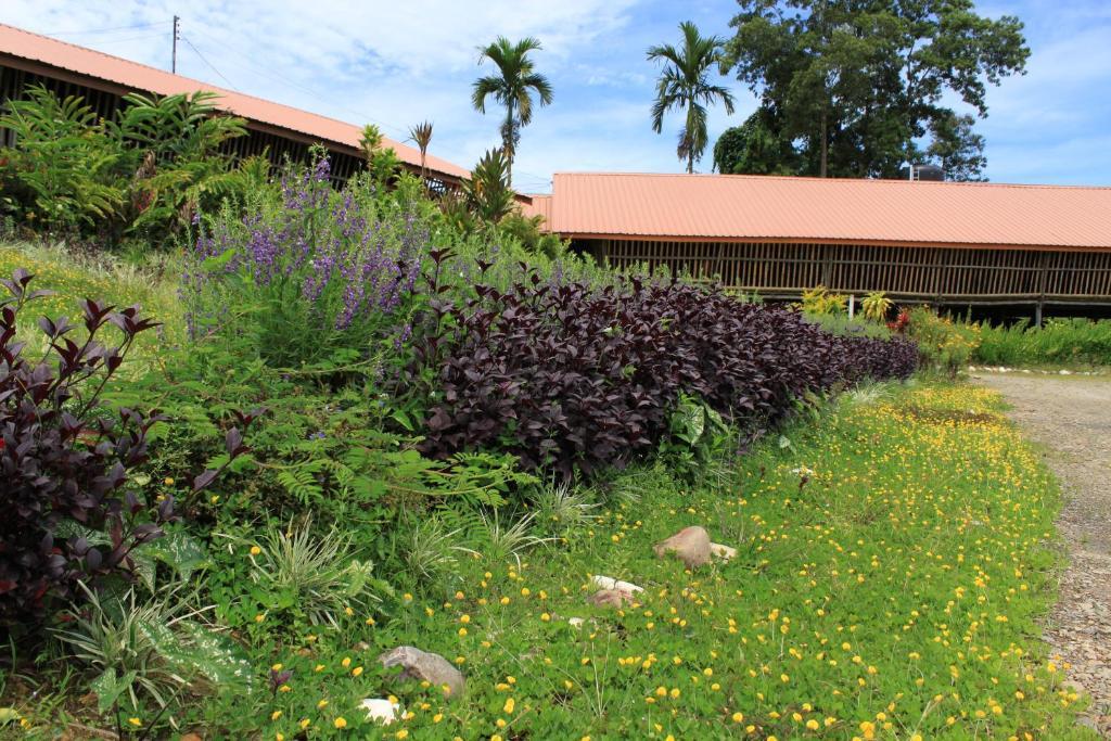 Sabah Tea Garden-Longhouses Ranau Exteriér fotografie