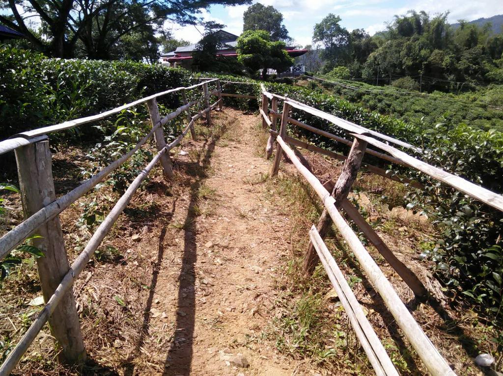 Sabah Tea Garden-Longhouses Ranau Exteriér fotografie